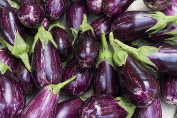 Large collection of purple organic aubergines