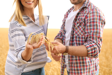 Wall Mural - Young agronomists in grain field. Cereal farming