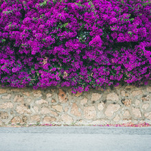 Stone Wall Covered With Purple Blooming Bougainvillea Tree Flowers. Typical Mediterranian Outdoor Street Exterior In Summer, Square Crop