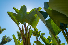 Large Green Tropical Plants On A Blue Sky