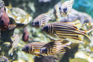 Wall Mural - Redcoat squirrelfish (Sargocentron rubrum).
