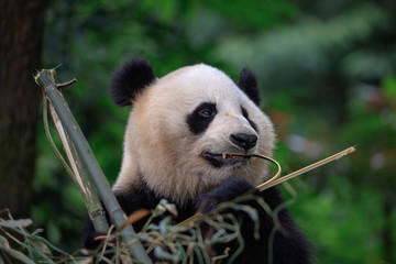 Wall Mural - Panda Bear Eating Bamboo for Lunch. Bifengxia Panda Reserve - Ya'an, Sichuan Province China. Panda looking away from the viewer while biting a stick of Bamboo. Endangered Wildlife Conservation