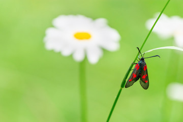 Black butterfly with red spots sits on green grass. Bright butterfly and flower on blurred background with copy space.