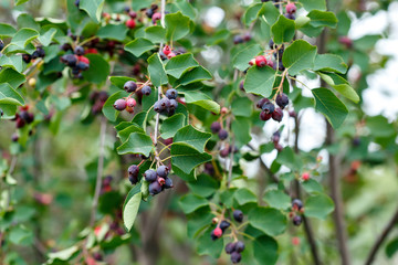 Ripening shadberry on bush. Amelanchier alnifolia, the saskatoon