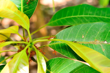 Sticker - Ants are insects that live together in large groups.