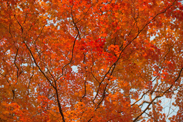 Wall Mural - Red maple leaves at autumn forest, blurred background. Season changing. A tree branch of maple, fall.