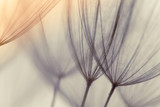 Fototapeta Dmuchawce - Dandelion abstract background. Shallow depth of field. Spring background