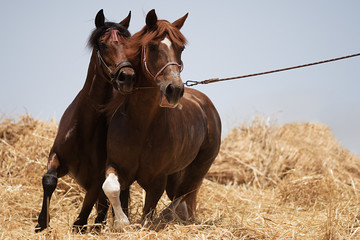 Horses separating the wheat from the chaff, threshing wheat by running two horses in circles