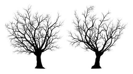 silhouette dead tree on a white background