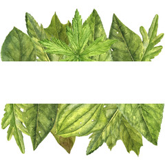 Wall Mural - watercolor background with green leaves