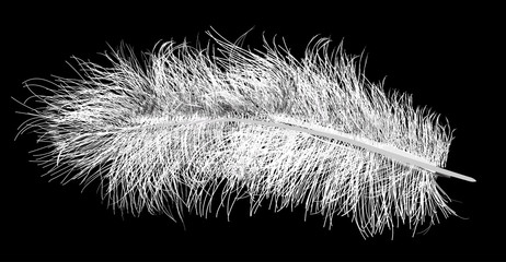 feather fluffy silhouette isolated on black