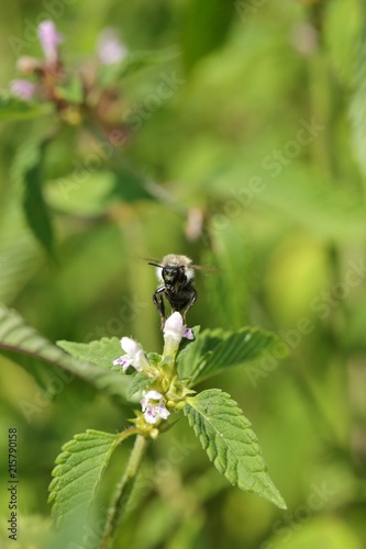 Zdjęcie XXL Dzika pszczoła w podejściu