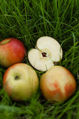 Ripe yellow red apples lying on the grass. One of them is sliced. Close up background