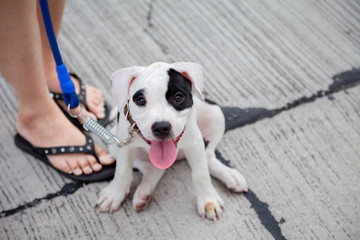 Puppy American bully dog species age 2 months and Owner.