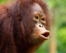 Young Orangutan Was Screaming In Wild Nature.