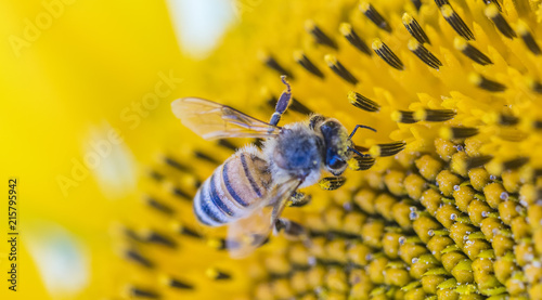 Zdjęcie XXL Pszczoła zbierająca pyłek na słoneczniku