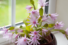 Easter Cactus Growing In A Plant Pot  By A Window
Easter Cactus Growing In A Plant Pot  By A Window
Easter Cactus Growing In A Plant Pot  By A Window

