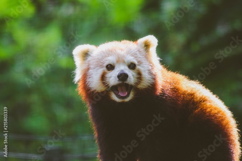 Plakat Czerwona Panda