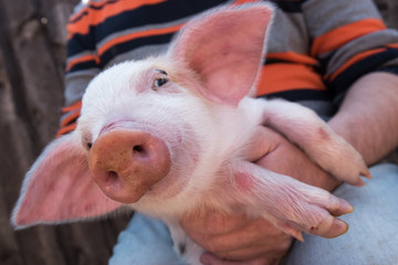 Wall Mural - Pig's snout close up. White pig with black spots of breed pietren sits on hands of farmer. Selective focus