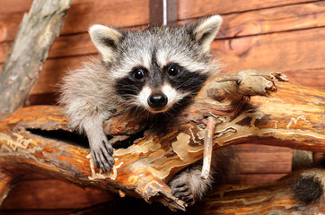 Wall Mural - portrait of a funny little raccoon sitting on a tree