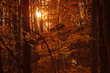 Sun setting in the wood during a hike on an autumn day