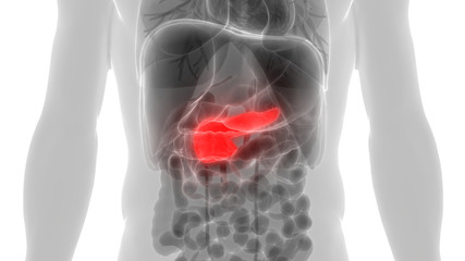 Human Pancreas Anatomy