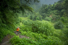 Man Trekking In Lush Green Forest Of Annapurna, Nepal.