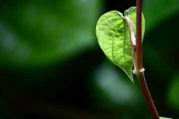 beautiful fresh green leaf in fresh nature