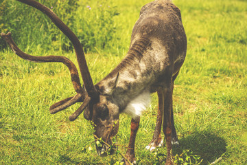 deer with grass background deer close-up deer wildlife 