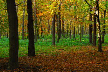 Wall Mural - fall in forest