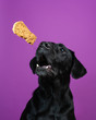 Funny Labrador Retriever dog catching treats in mid air against a purple background