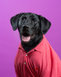 Funny Labrador Retriever dog in a pink polo golf shirt against a purple background
