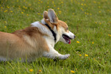 Fototapeta Psy - Dogs play with each other. Puppy Corgi pembroke. Merry fuss puppies. Aggressive dog. Training of dogs.  Puppies education, cynology, intensive training of young dogs.