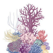 Hand Drawn Colorful Group Of Corals
