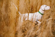 © Andrew Kornylak - A white pointer puppy in a field at a southern hunting plantation.