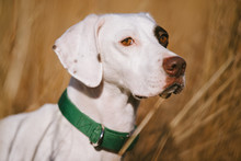 A White Pointer Puppy In A Field At A Southern Hunting Plantation.