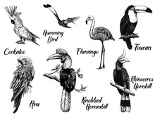 Set Of Hand Drawn Sketch Style Exotic Birds Isolated On White Background. Vector Illustration.