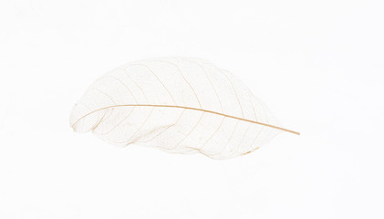 Sticker - Transparent skeleton leaf with beautiful texture on white   background