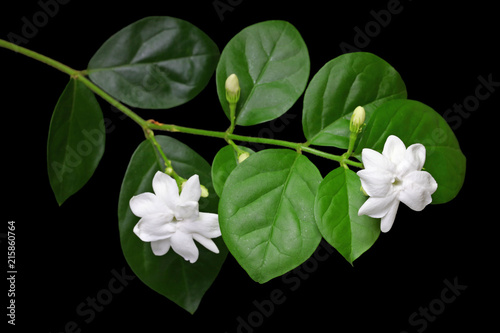 jasmine tea flower, arabian jasmine, jasminum sambac Tableau sur Toile