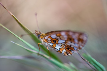 insecte seul papillon orange et blanc en gros plan en été posé sur une tige d'herbe sur fonds beige