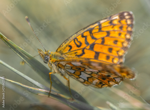 Plakat owad samotnie pomarańczowy i biały motyl odpoczynku na łodydze trawy na szarym tle w profilu
