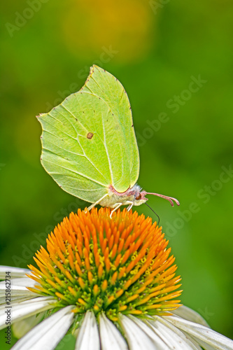 Plakat Siarkowy motyl na kwiat kwiat echinacea