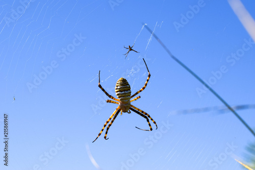 Plakat Zdjęcie dwóch pająków, męskiego i żeńskiego.