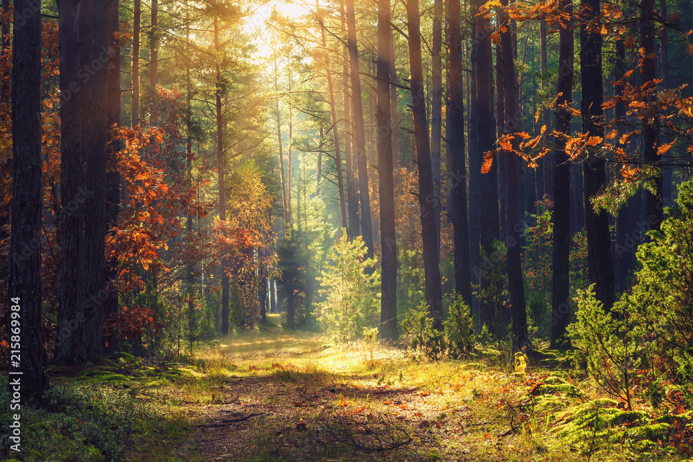 Autumn forest landscape. Colorful foliage on trees and grass shining on sunbeams. Amazing woodland. Scenery fall. Beautiful sunrays in morning forest - obrazy, fototapety, plakaty 