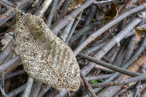 Fotografija Deteriorated Leaf On A Pile of Sticks