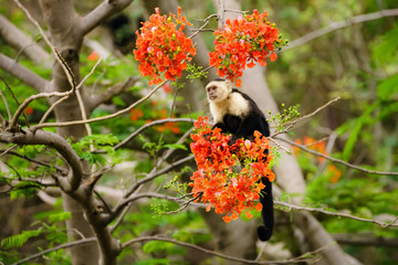 capuchin monkey (Cebus capucinus)