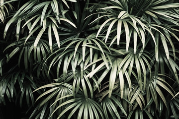 Wall Mural - Deep dark faded green palm leaves pattern. Creative layout. Image filter effect