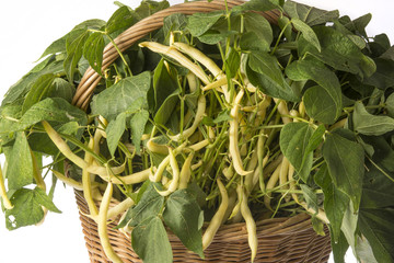 Wall Mural - fresh beans in a basket close up