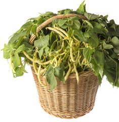 Wall Mural - fresh beans in a basket close up