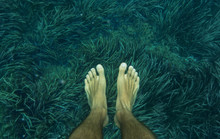Legs Of Diver In Algae